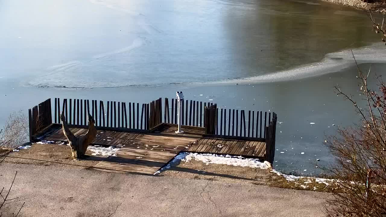 Webcam Ribnik Vrbje – Žalec