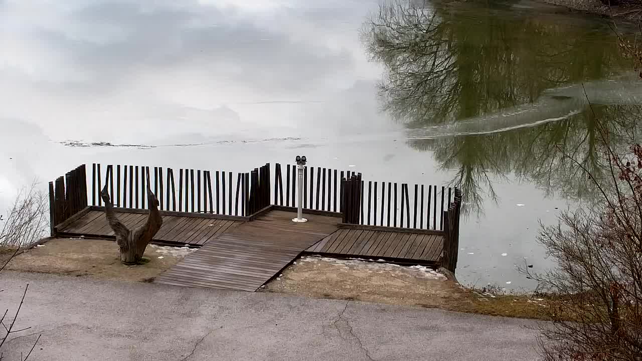 Web kamera Ribnik Vrbje – Žalec