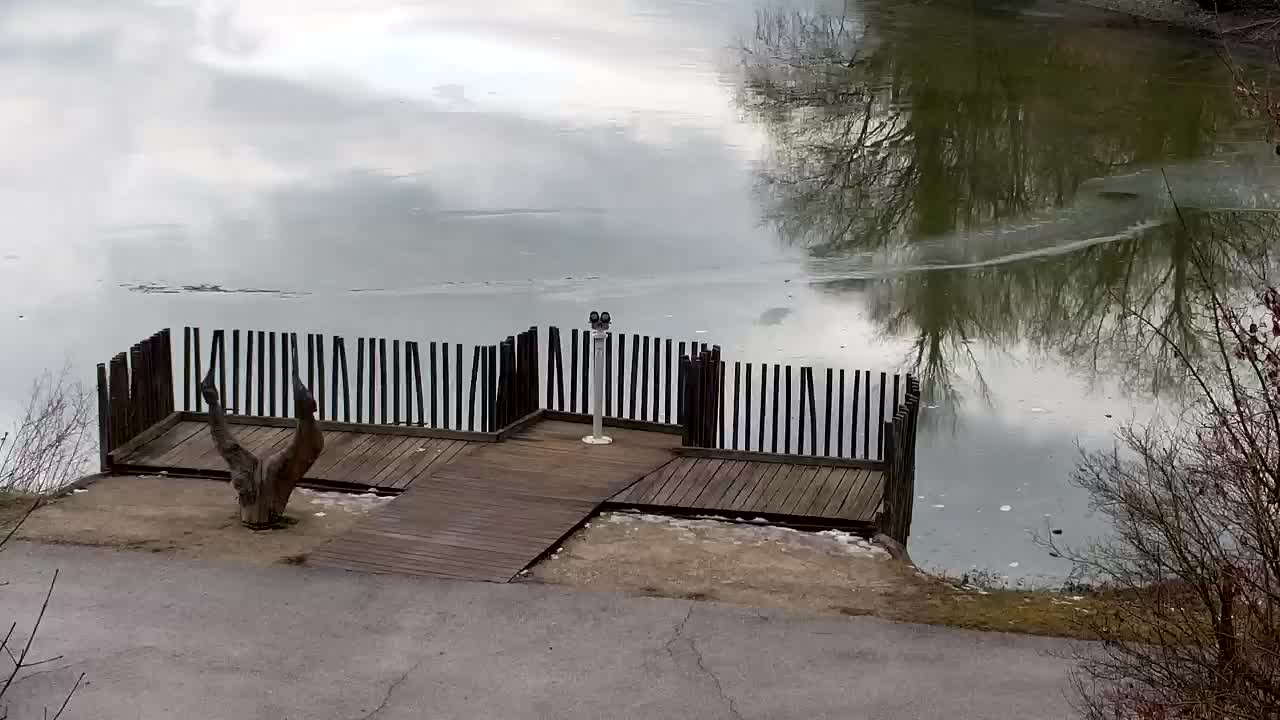 Webcam Ribnik Vrbje – Žalec