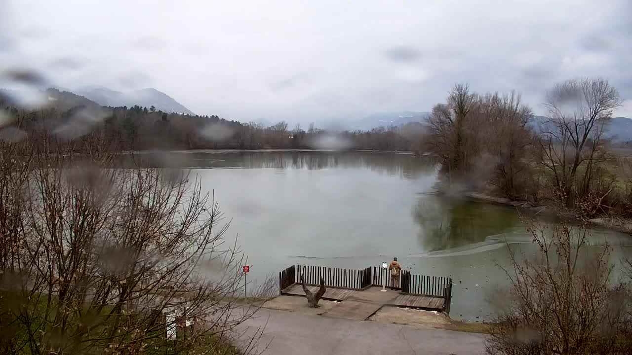 Web kamera Ribnik Vrbje – Žalec