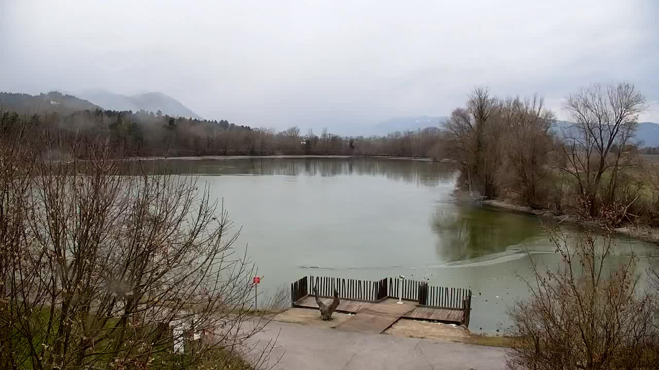 Web kamera Ribnik Vrbje – Žalec