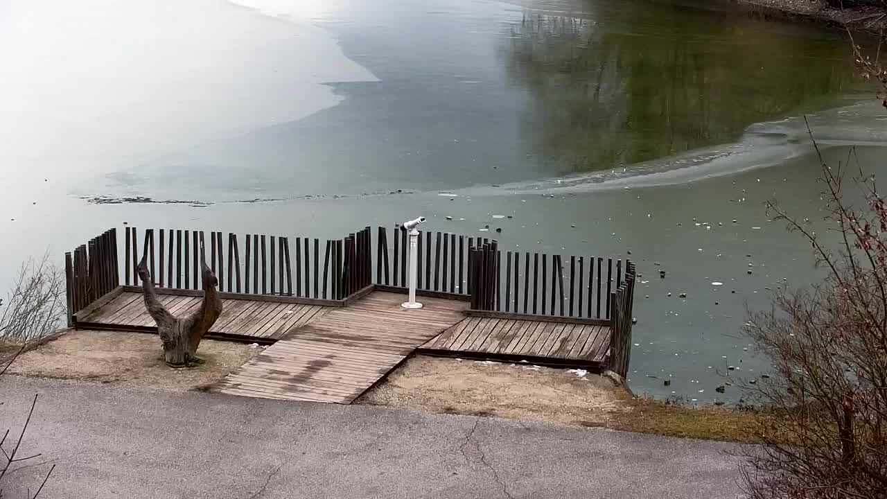 Web kamera Ribnik Vrbje – Žalec