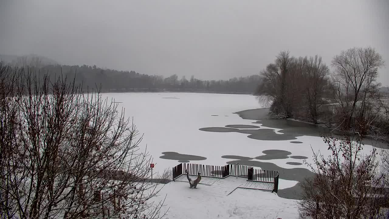 Webcam Ribnik Vrbje – Žalec