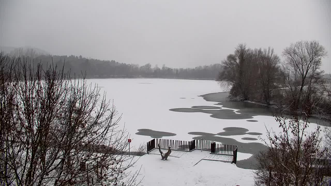 Webcam Ribnik Vrbje – Žalec