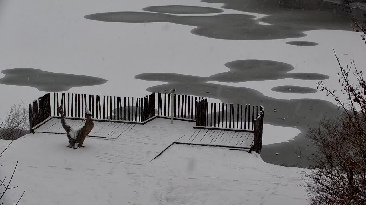 Webcam Ribnik Vrbje – Žalec