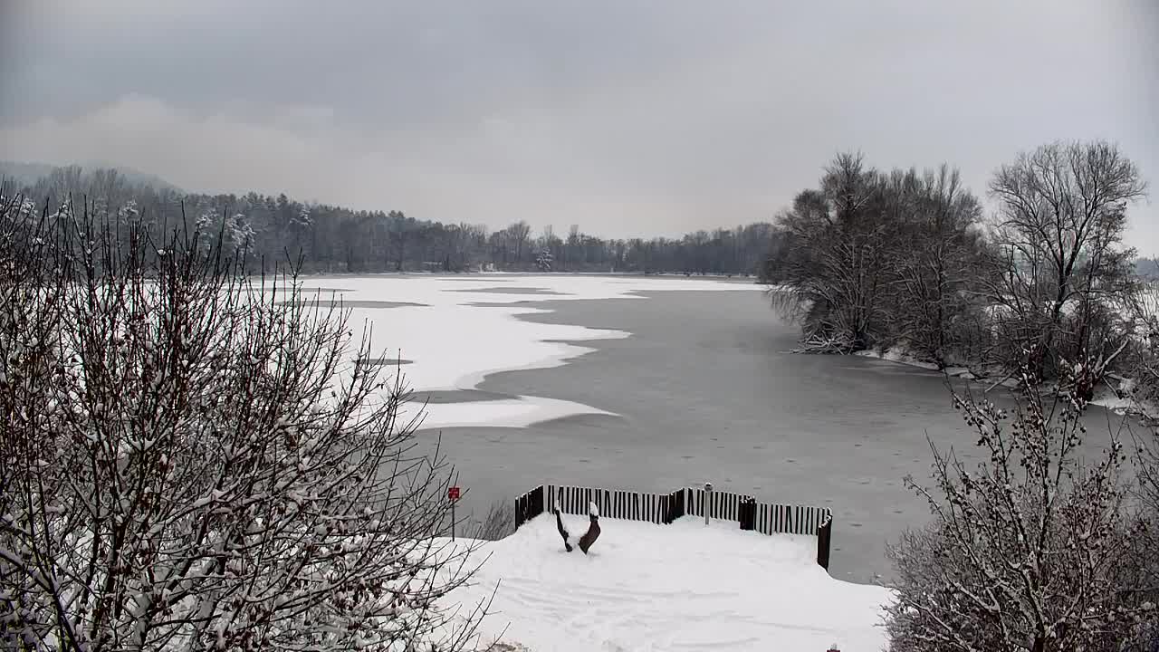 Web kamera Ribnik Vrbje – Žalec