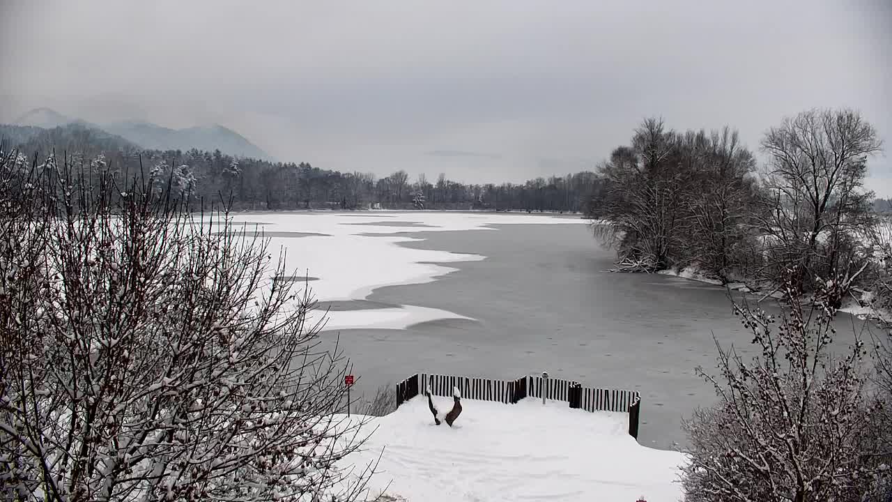 Webcam Ribnik Vrbje – Žalec