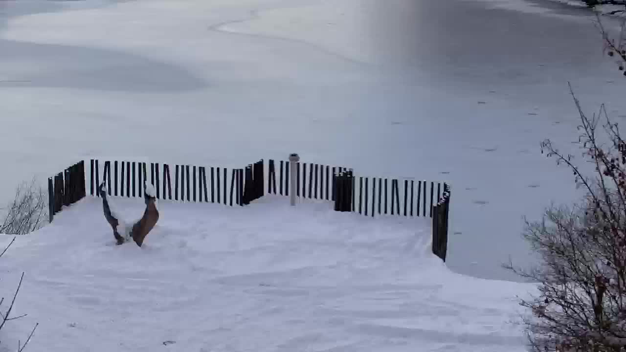 Webcam Ribnik Vrbje – Žalec