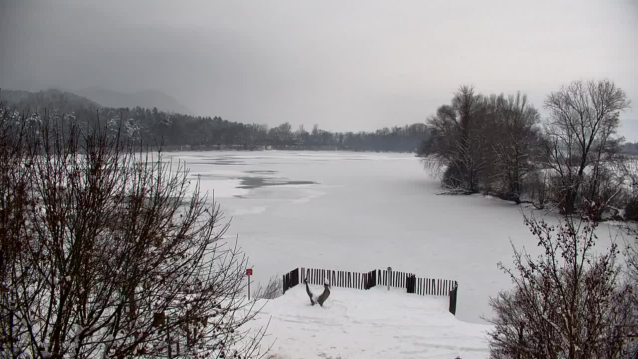 Webcam Ribnik Vrbje – Žalec