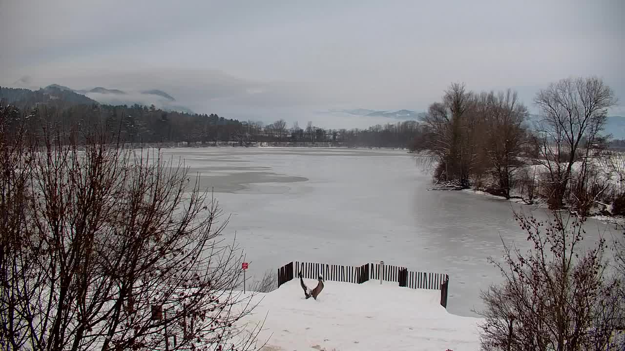 Spletna kamera Ribnik Vrbje – Žalec