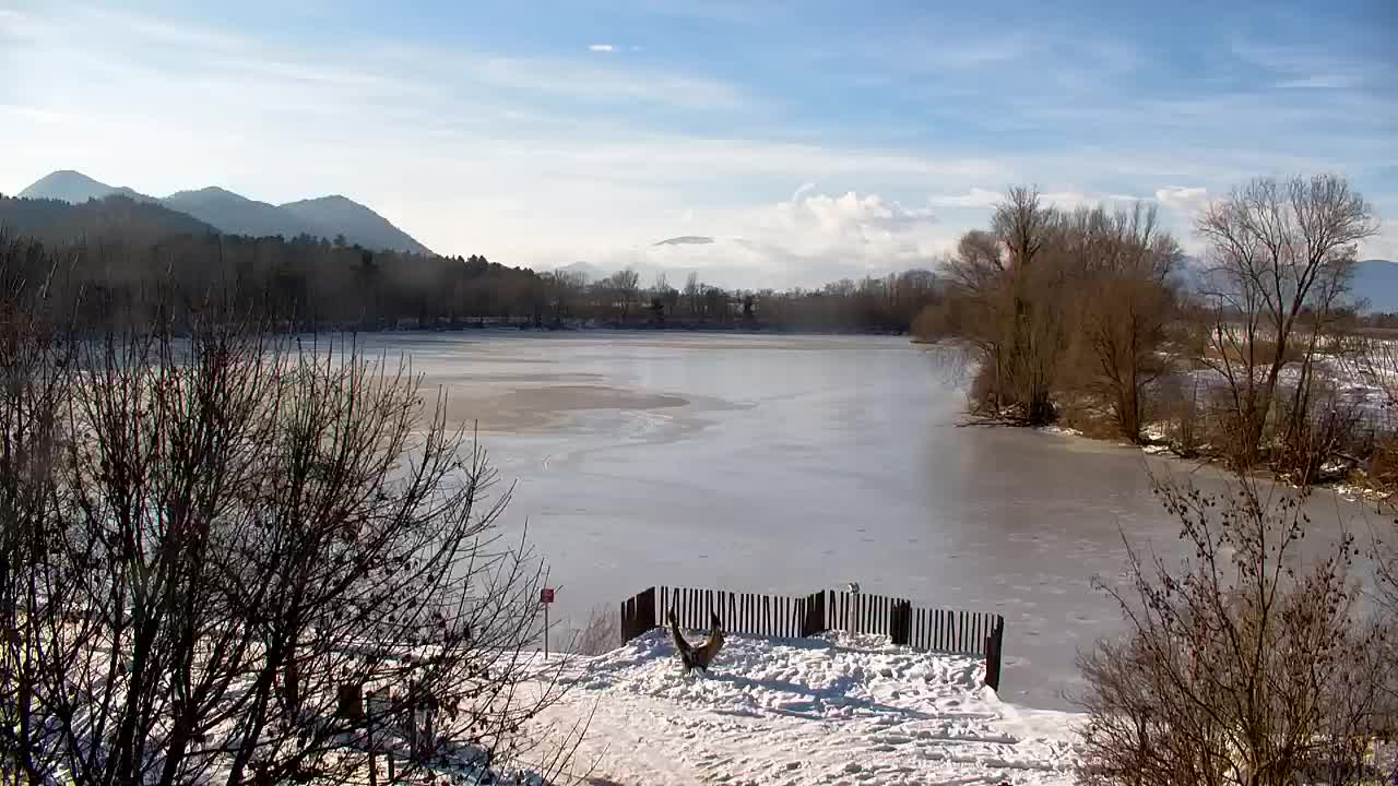 Webcam Ribnik Vrbje – Žalec