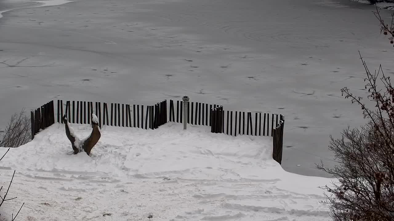 Webcam Ribnik Vrbje – Žalec