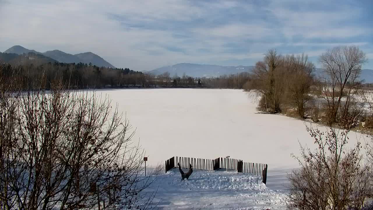 Webcam Ribnik Vrbje – Žalec