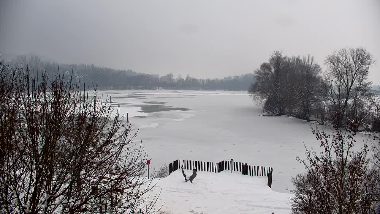 Webcam Ribnik Vrbje – Žalec