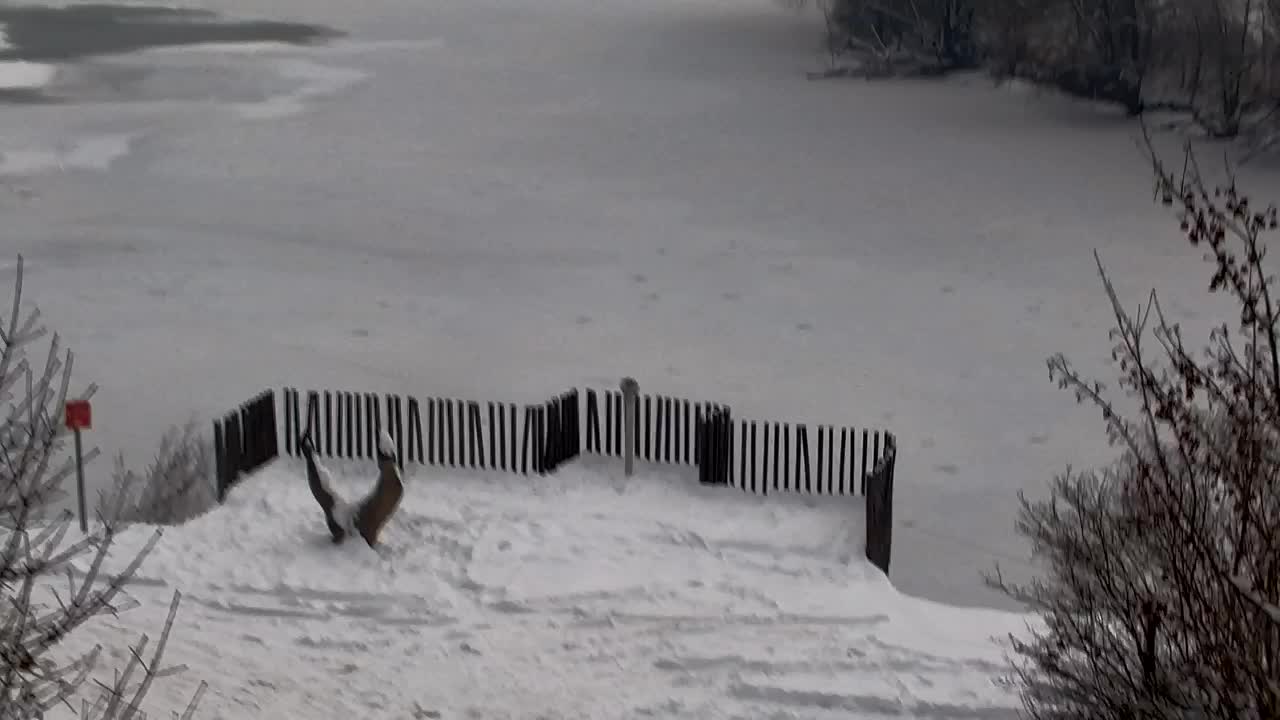 Web kamera Ribnik Vrbje – Žalec