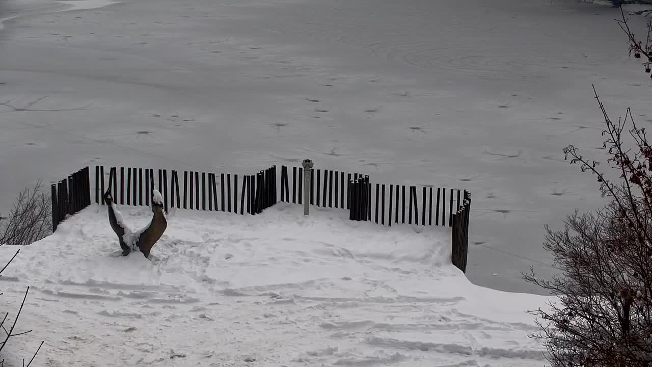 Webcam Ribnik Vrbje – Žalec