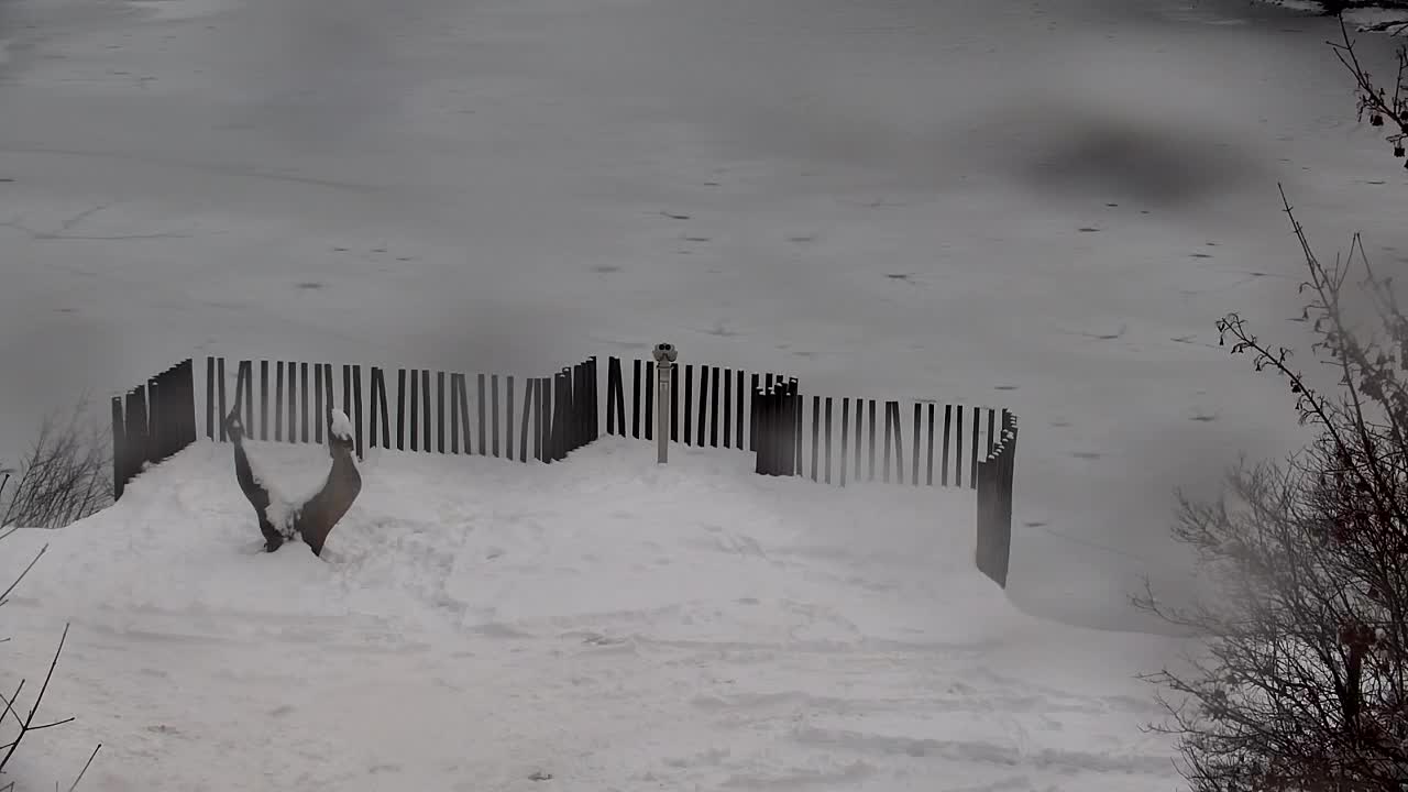 Webcam Ribnik Vrbje – Žalec