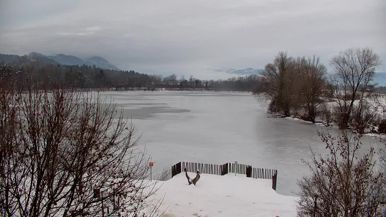 Webcam Ribnik Vrbje – Žalec