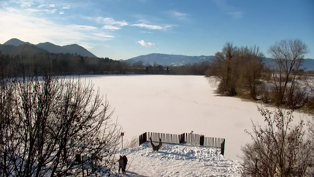 Spletna kamera Ribnik Vrbje – Žalec
