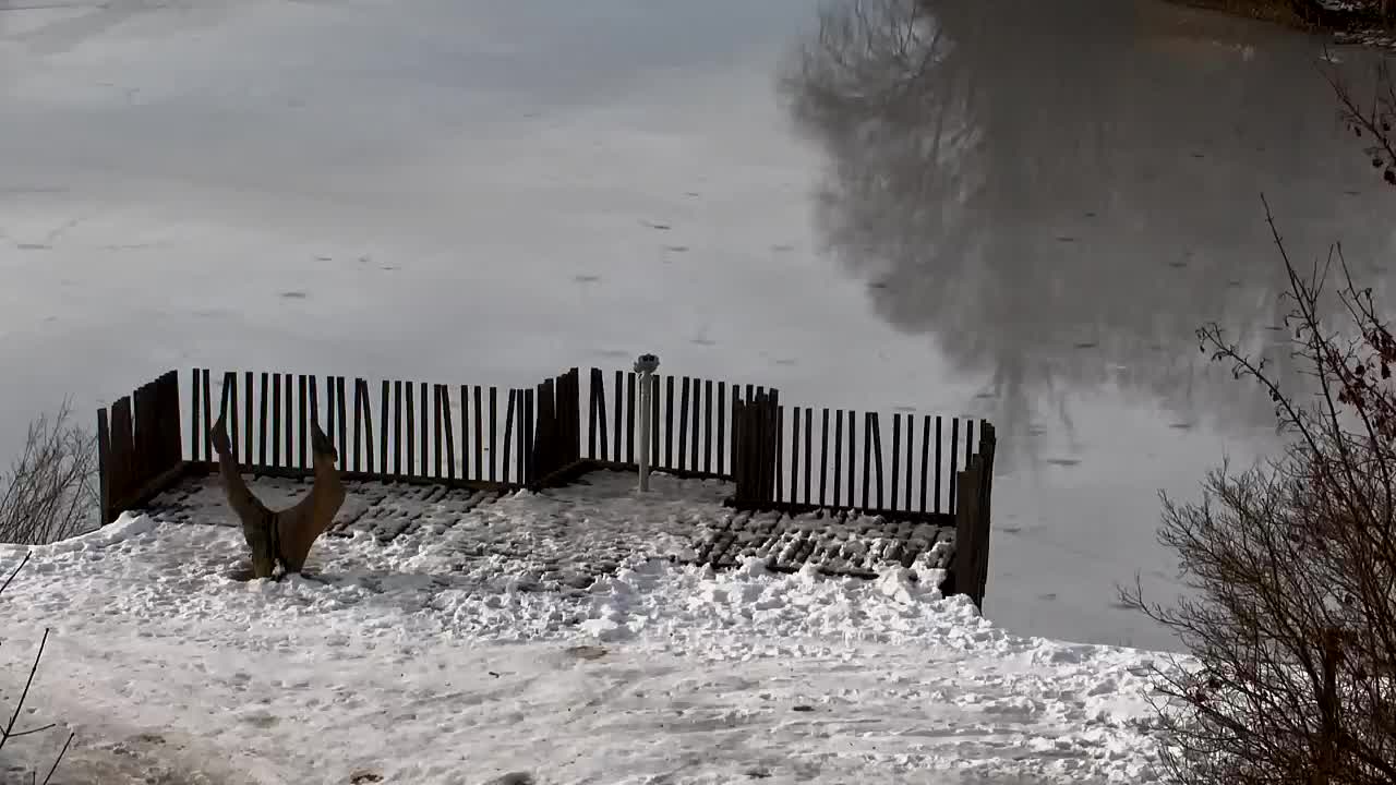 Webcam Ribnik Vrbje – Žalec