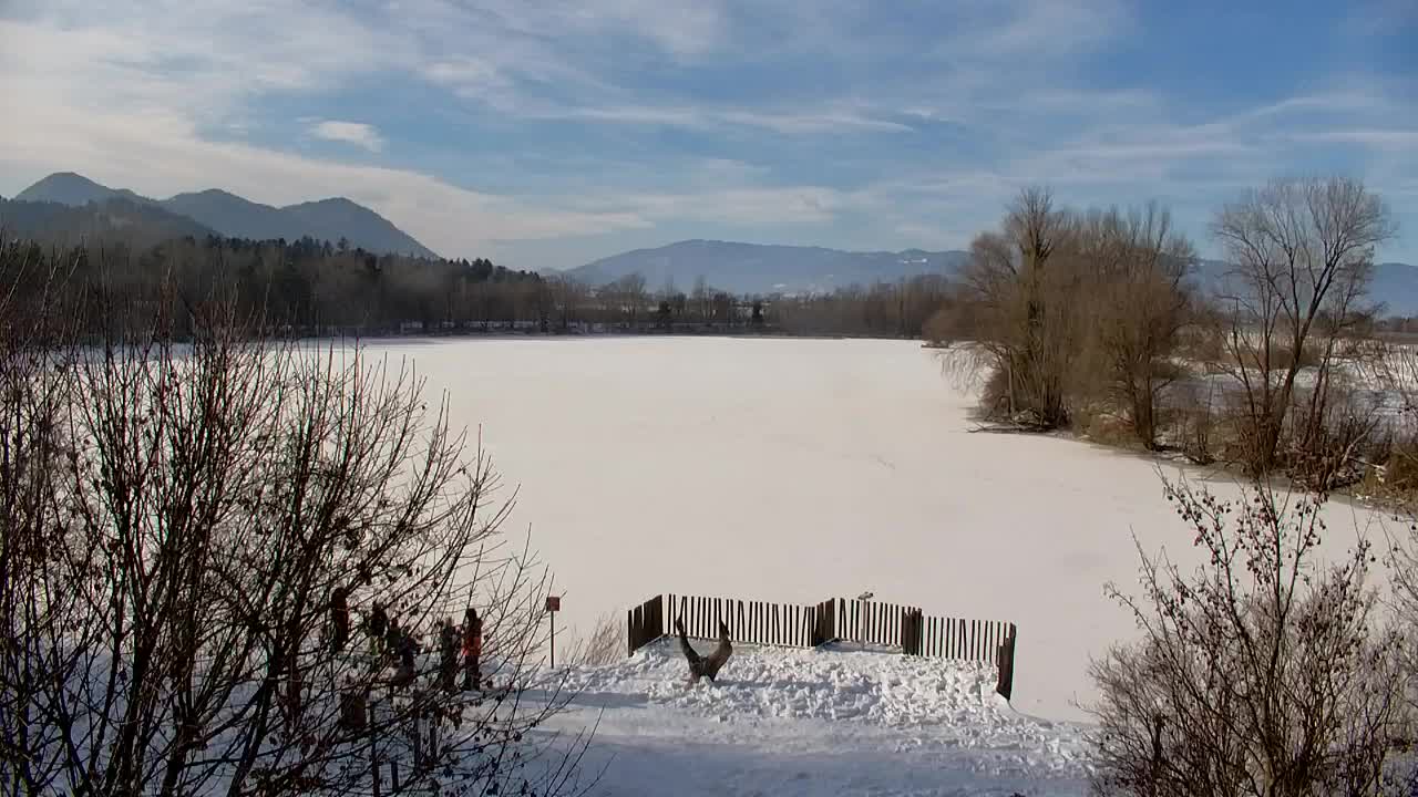 Spletna kamera Ribnik Vrbje – Žalec