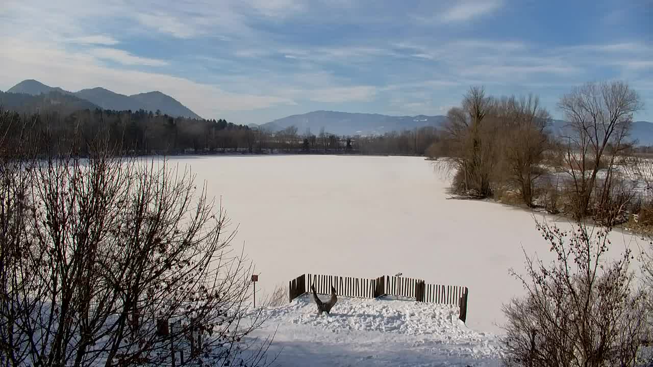 Webcam Ribnik Vrbje – Žalec