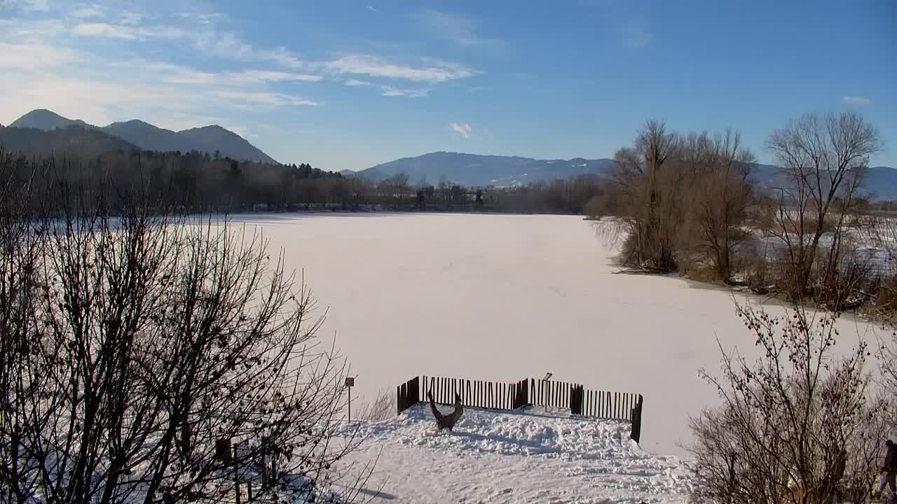 Webcam Ribnik Vrbje – Žalec