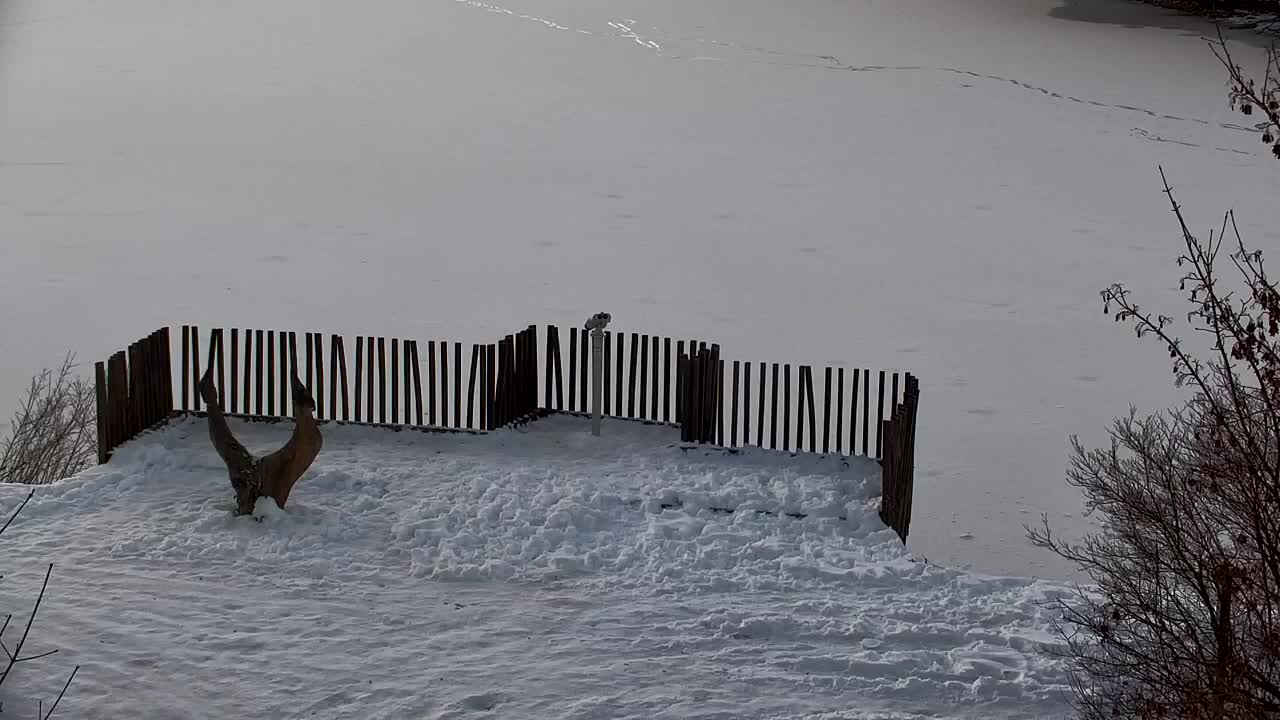 Webcam Ribnik Vrbje – Žalec