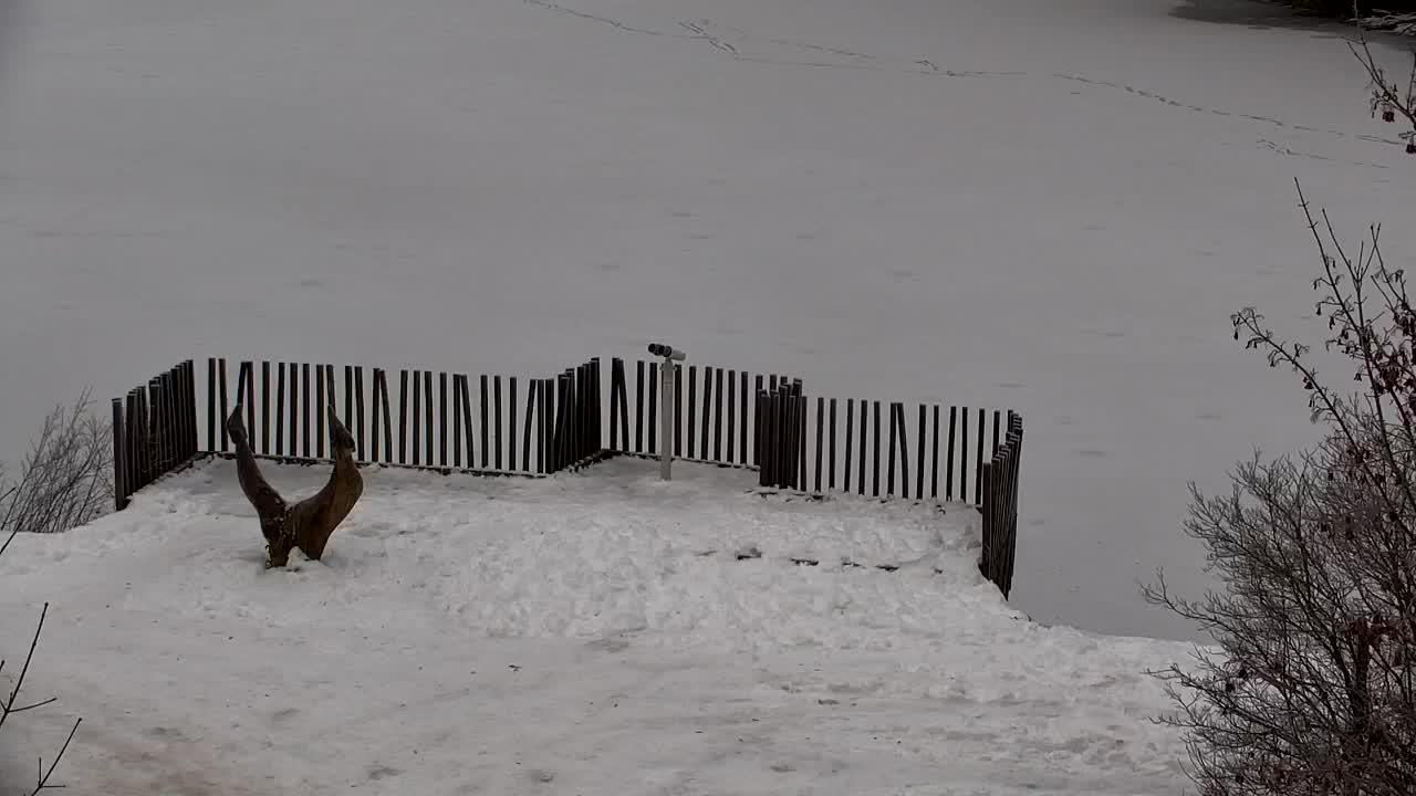 Webcam Ribnik Vrbje – Žalec