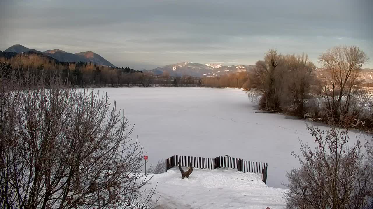 Webcam Ribnik Vrbje – Žalec