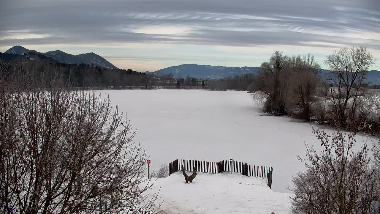 Webcam Ribnik Vrbje – Žalec