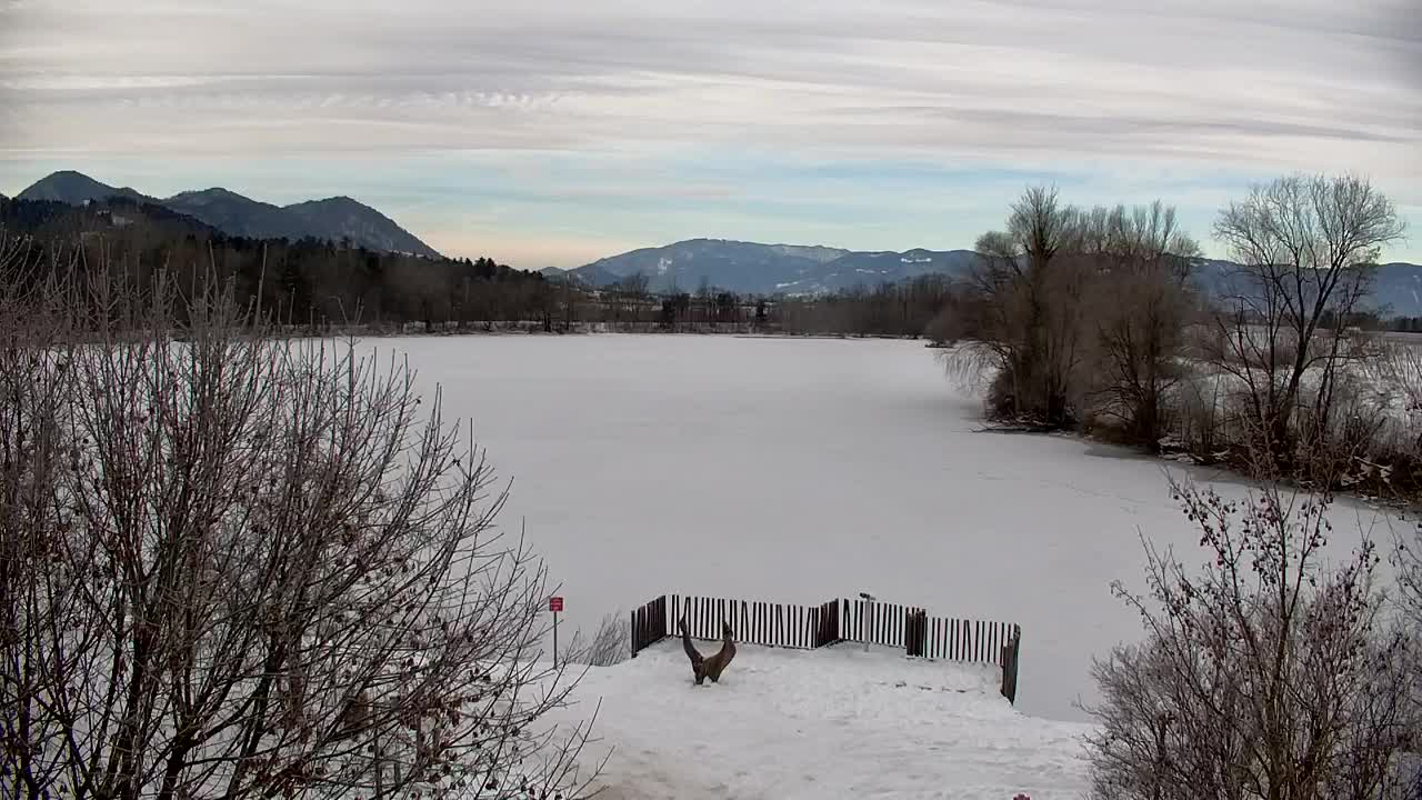 Webcam Ribnik Vrbje – Žalec