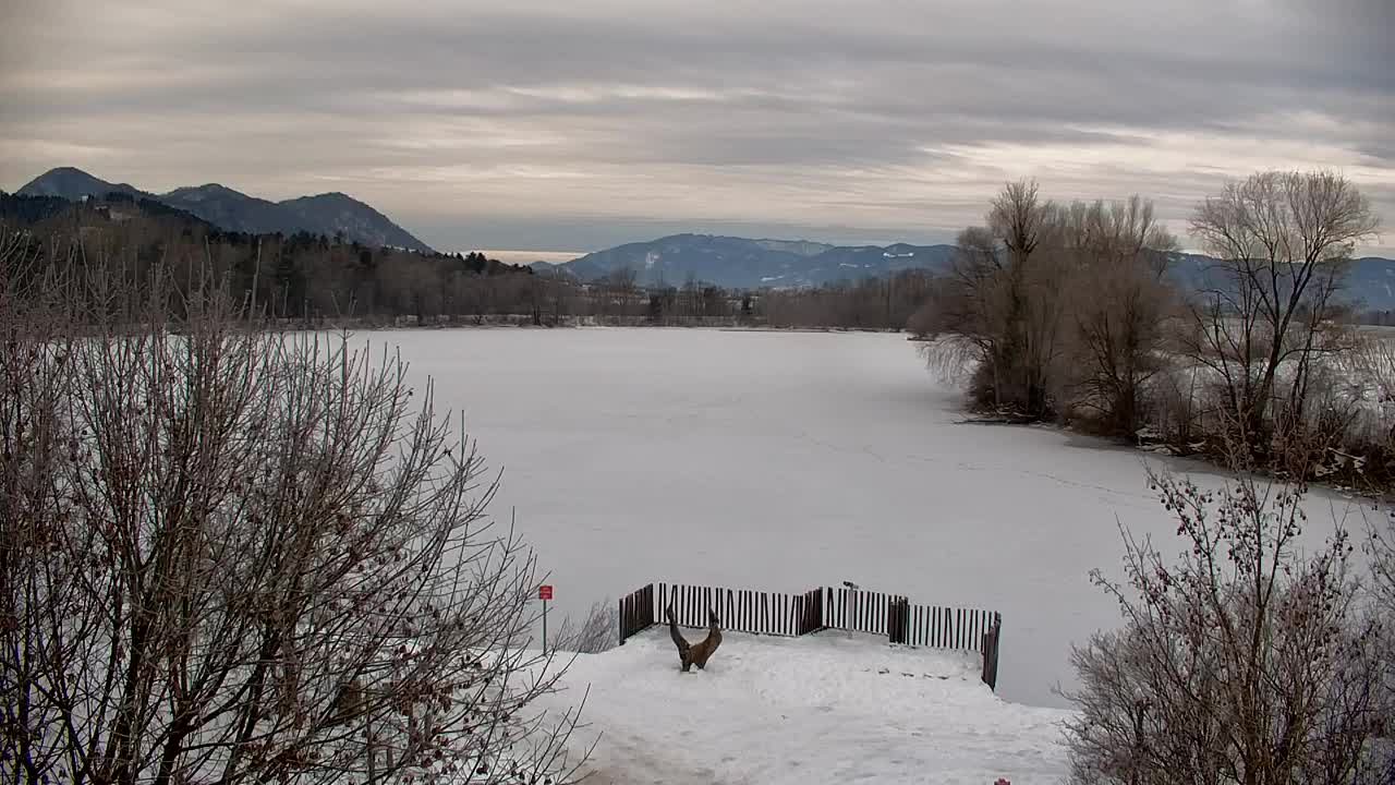 Web kamera Ribnik Vrbje – Žalec