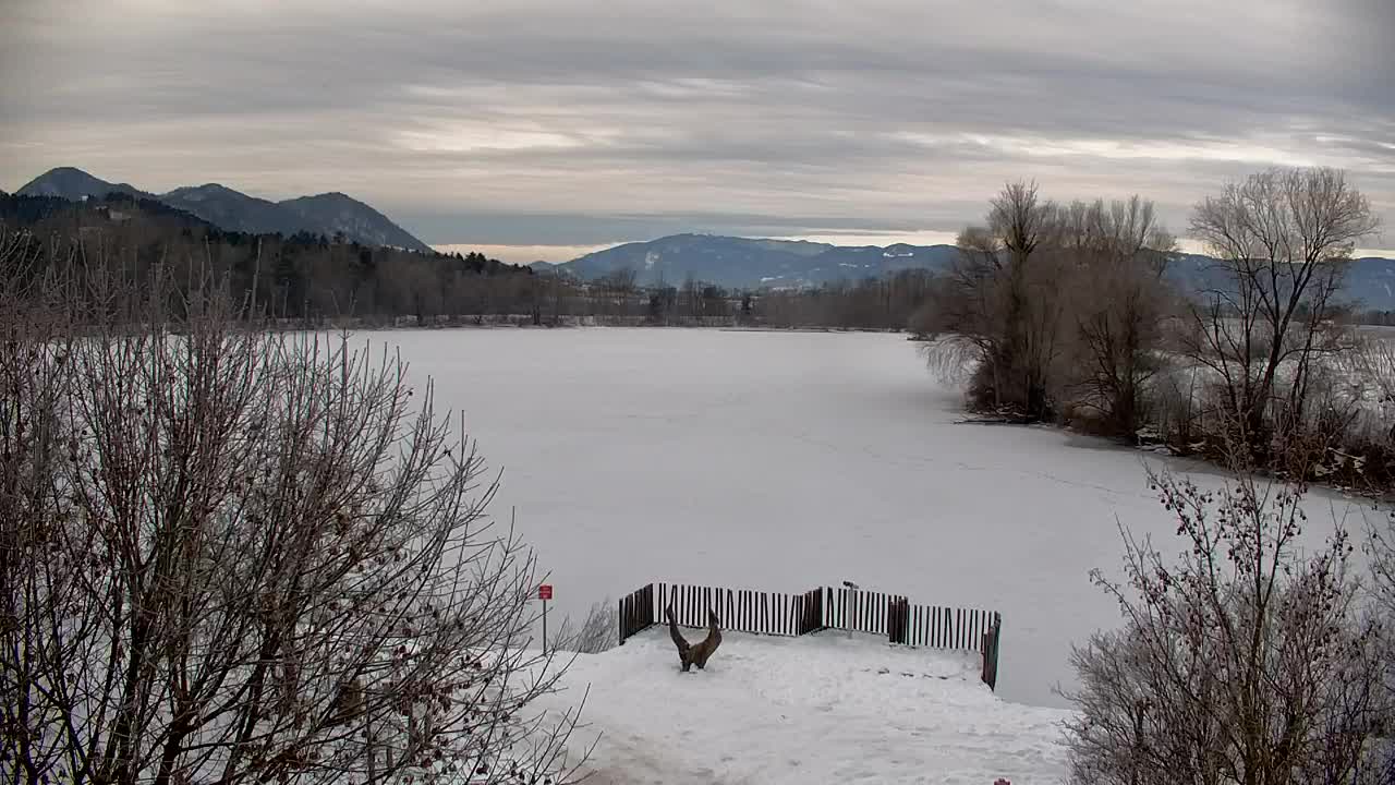 Webcam Ribnik Vrbje – Žalec