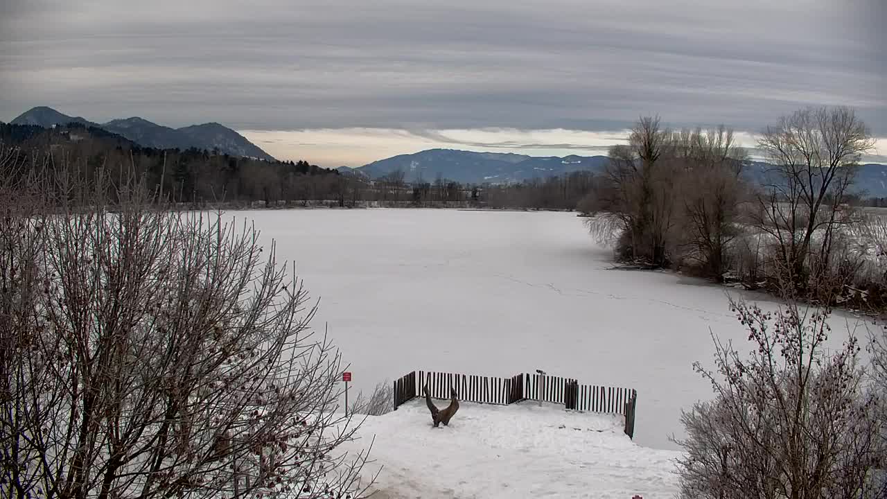 Webcam Ribnik Vrbje – Žalec