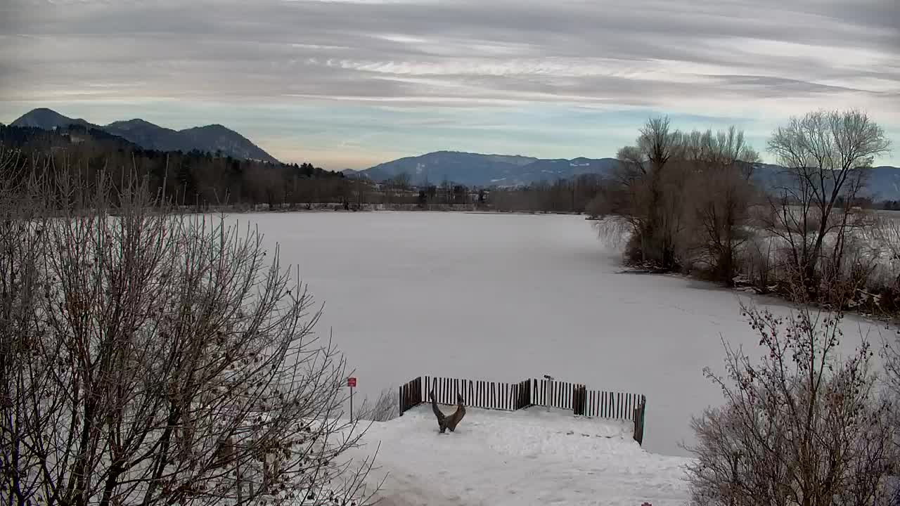 Webcam Ribnik Vrbje – Žalec