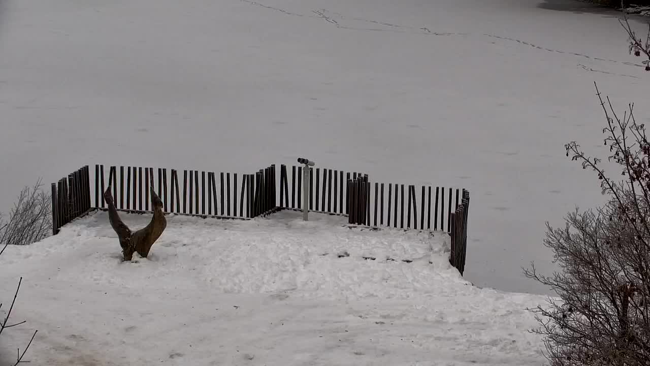 Spletna kamera Ribnik Vrbje – Žalec