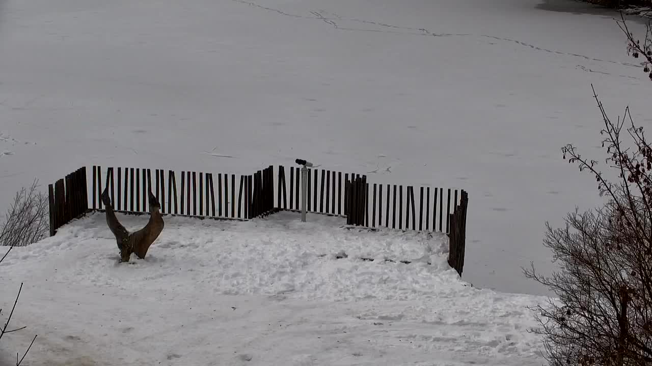 Webcam Ribnik Vrbje – Žalec