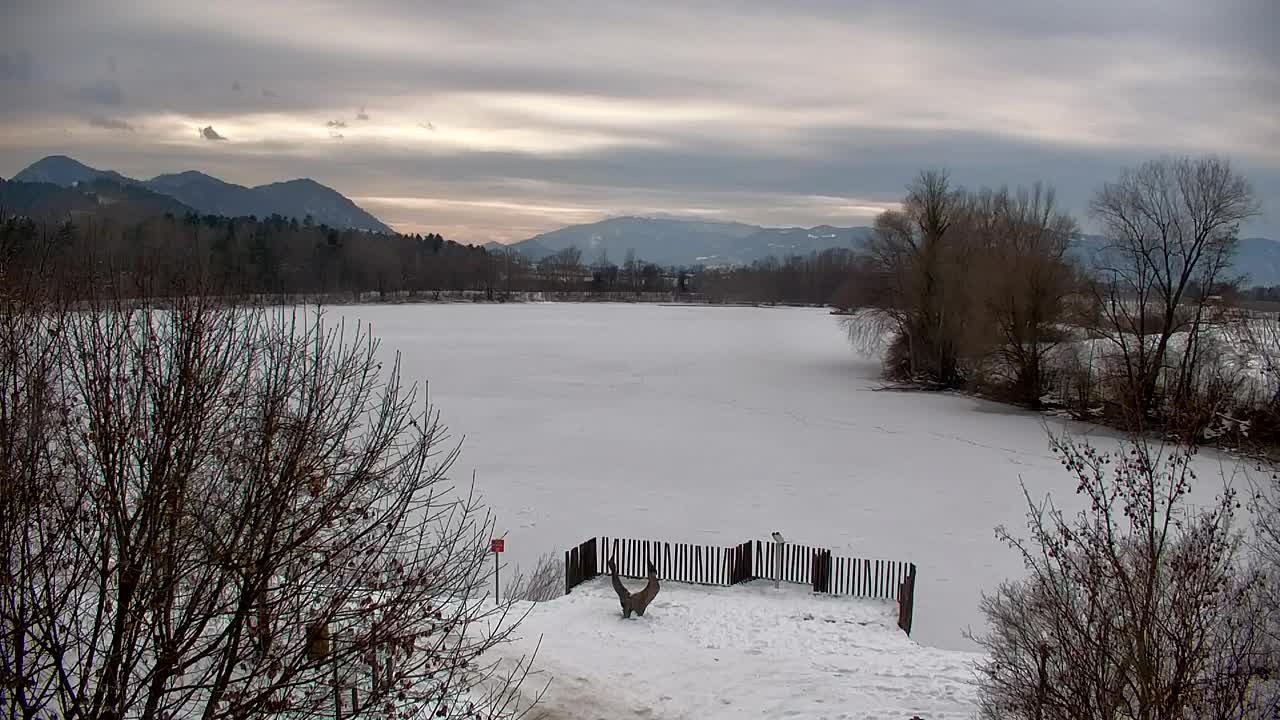 Spletna kamera Ribnik Vrbje – Žalec