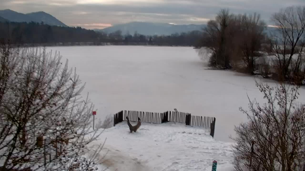 Webcam Ribnik Vrbje – Žalec