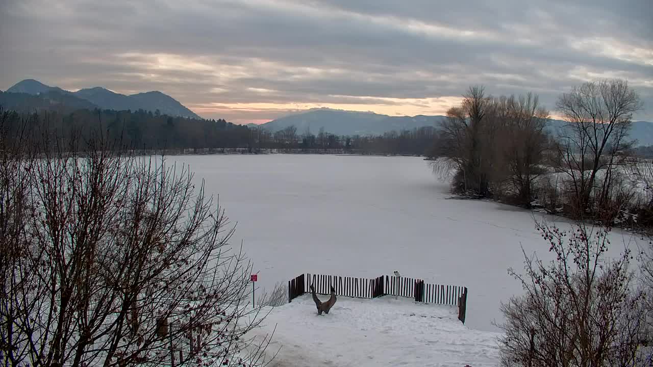 Webcam Ribnik Vrbje – Žalec