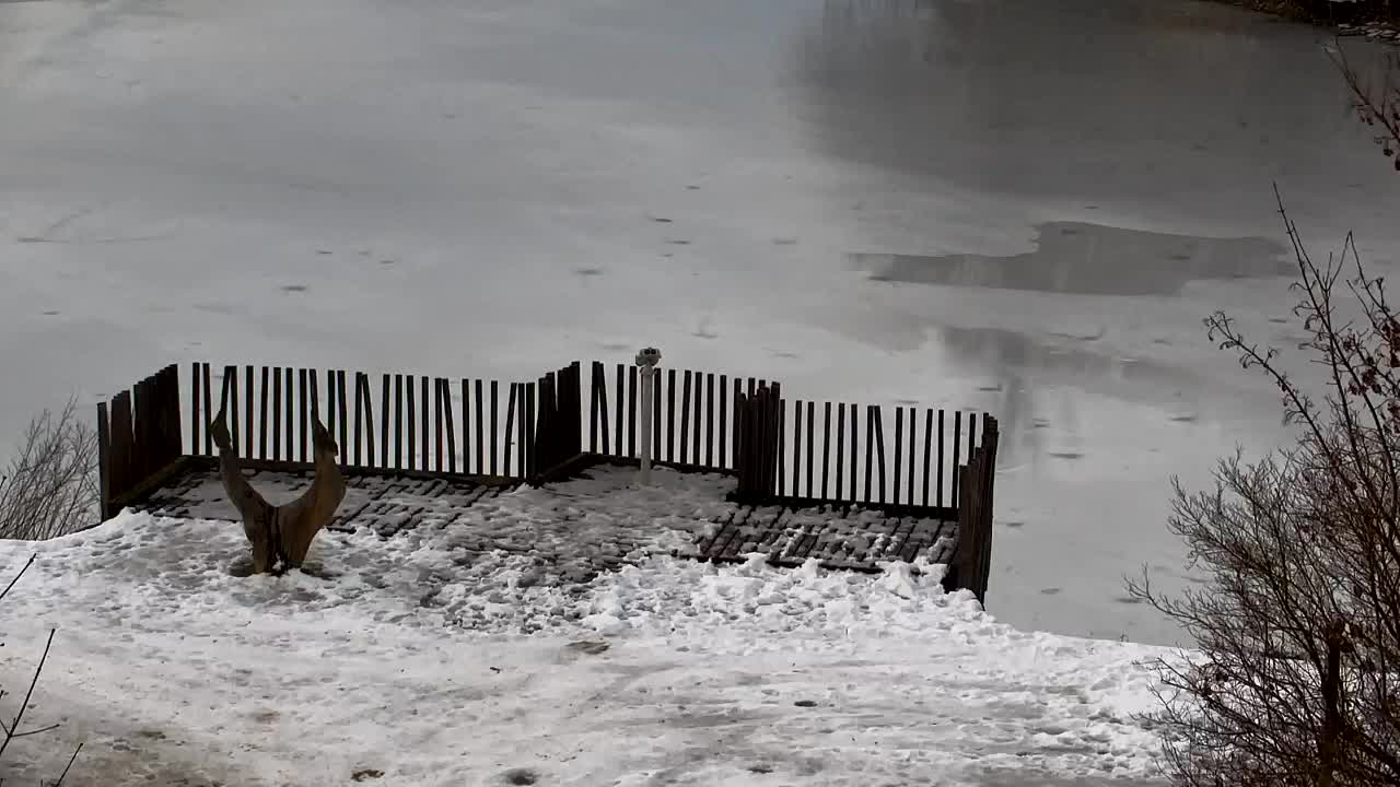 Spletna kamera Ribnik Vrbje – Žalec