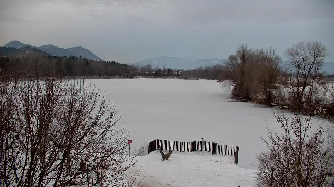 Webcam Ribnik Vrbje – Žalec