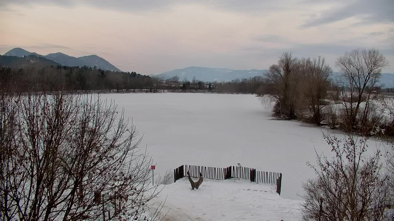 Webcam Ribnik Vrbje – Žalec