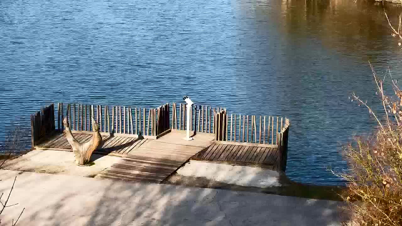 Webcam Ribnik Vrbje – Žalec