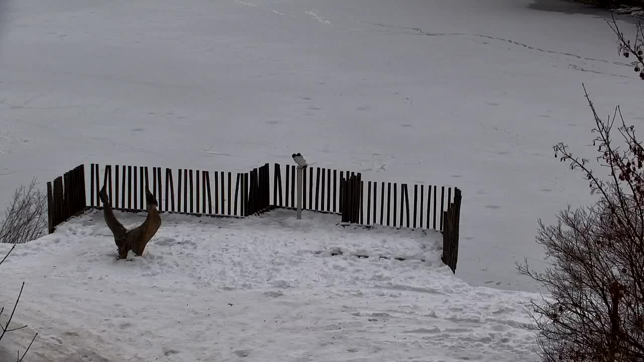 Webcam Ribnik Vrbje – Žalec