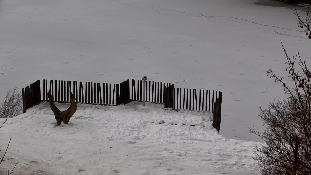 Webcam Ribnik Vrbje – Žalec