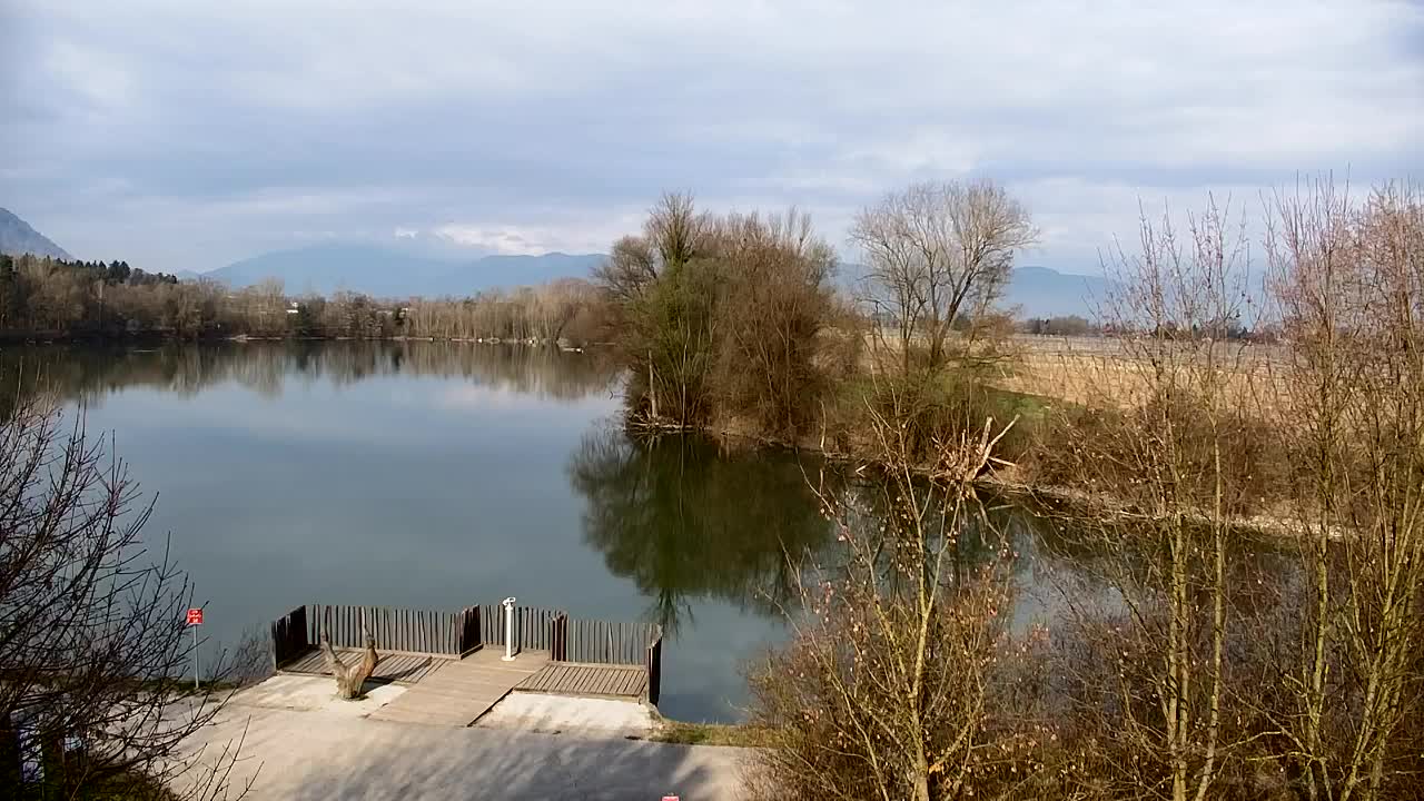 Webcam Ribnik Vrbje – Žalec