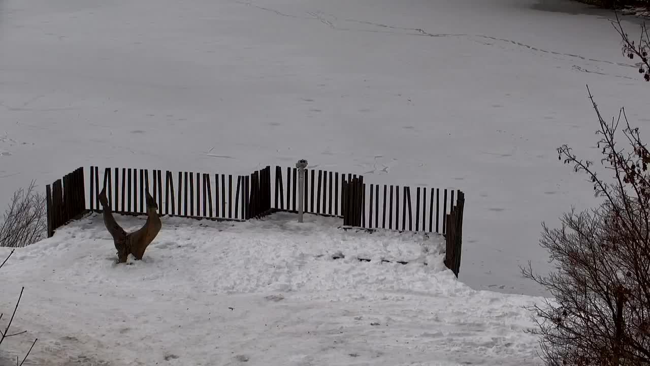 Webcam Ribnik Vrbje – Žalec