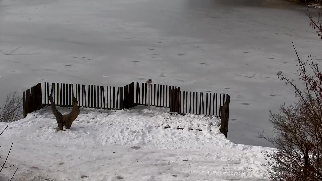 Webcam Ribnik Vrbje – Žalec